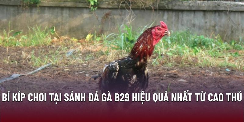 Bí kíp chơi tại sảnh đá gà B29 hiệu quả nhất từ cao thủ