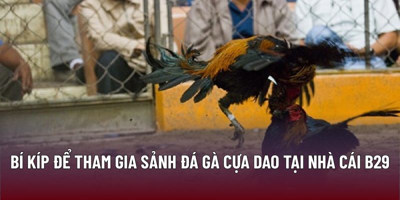 Đá Gà Cựa Dao B29 – Chiến Thuật Đạt Tỷ Lệ Thắng Cao 3 Bí kíp để tham gia sảnh đá gà cựa dao tại nhà cái B29