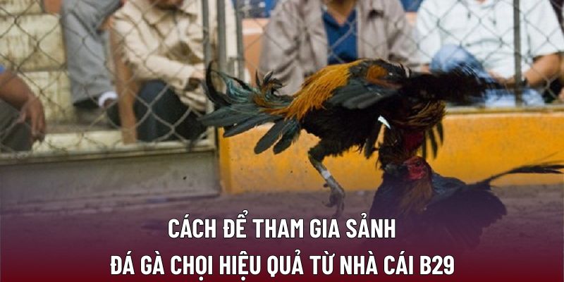 Chiến Thuật Và Kỹ Năng Khi Tham Gia Đá Gà Chọi Hiệu Quả 3 Cách để tham gia sảnh đá gà chọi hiệu quả từ nhà cái B29