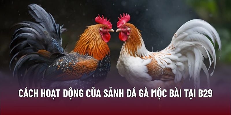 Chiến Lược Đỉnh Cao Khi Tham Gia Đá Gà Mộc Bài Tại B29 1 Cách hoạt động của sảnh đá gà mộc bài tại B29