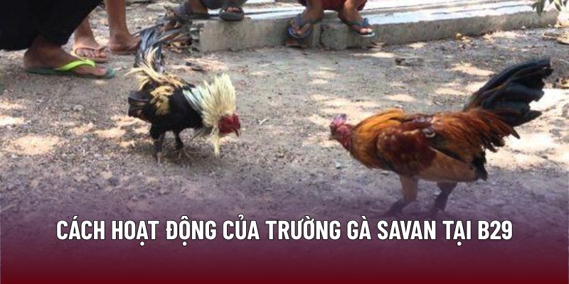 Trường Gà Savan – Điểm Hẹn Giải Trí Sôi Động Nhất Tại B29 1 Cách hoạt động của trường gà Savan tại B29