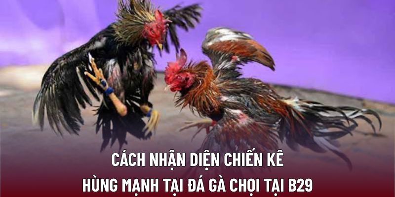 Chiến Thuật Và Kỹ Năng Khi Tham Gia Đá Gà Chọi Hiệu Quả 2 Cách nhận diện chiến kê hùng mạnh tại đá gà chọi tại B29