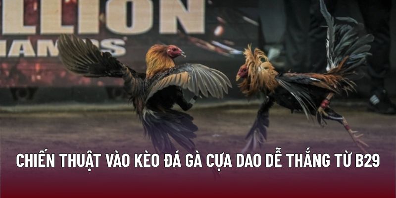 Đá Gà Cựa Dao B29 – Chiến Thuật Đạt Tỷ Lệ Thắng Cao 2 Chiến thuật vào kèo đá gà cựa dao dễ thắng từ B29
