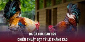 Đá gà cựa dao