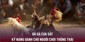 Đá gà cựa sắt