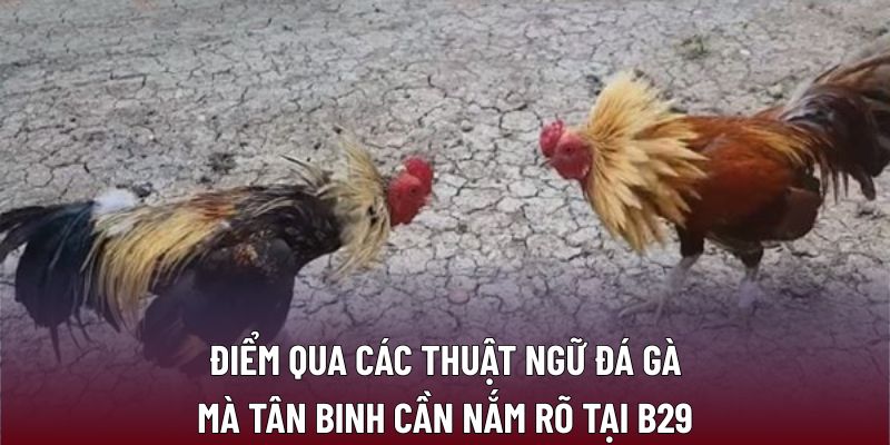 Thuật Ngữ Đá Gà: Hiểu Đúng Để Tối Ưu Chiến Thuật B29 2 Điểm qua các thuật ngữ đá gà mà tân binh cần nắm rõ tại B29
