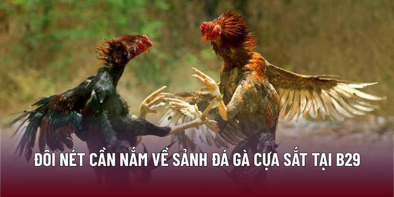 Đá Gà Cựa Sắt: Kỹ Năng Dành Cho Người Chơi Thông Thái 1 Đôi nét cần nắm về sảnh đá gà cựa sắt tại B29