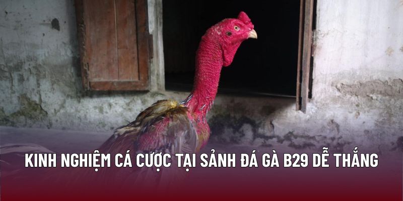 Kinh nghiệm cá cược tại sảnh đá gà B29 dễ thắng