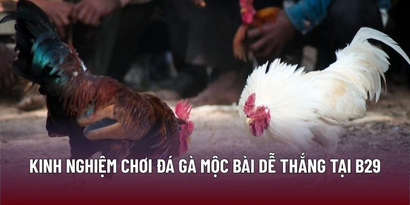 Chiến Lược Đỉnh Cao Khi Tham Gia Đá Gà Mộc Bài Tại B29 3 Kinh nghiệm chơi đá gà mộc bài dễ thắng tại B29