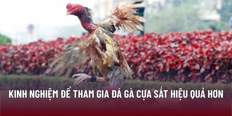 Đá Gà Cựa Sắt: Kỹ Năng Dành Cho Người Chơi Thông Thái 3 Kinh nghiệm để tham gia đá gà cựa sắt hiệu quả hơn
