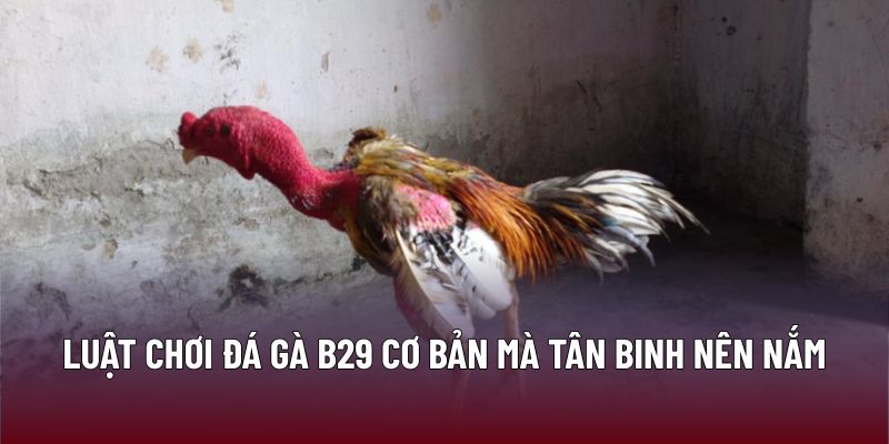 Luật chơi đá gà B29 cơ bản mà tân binh nên nắm