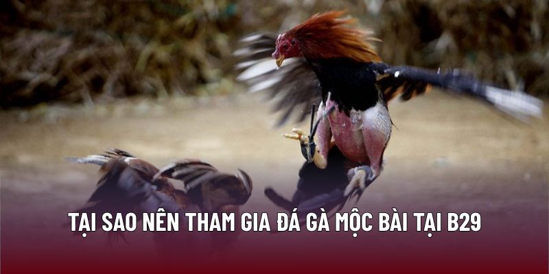 Chiến Lược Đỉnh Cao Khi Tham Gia Đá Gà Mộc Bài Tại B29 2 Tại sao nên tham gia đá gà mộc bài tại B29