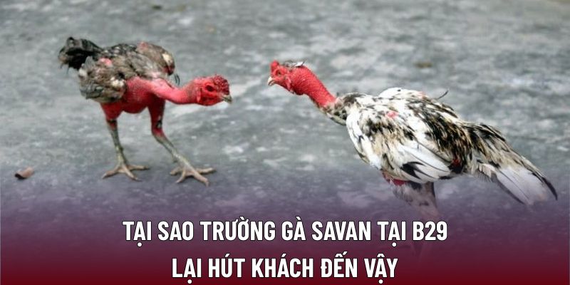 Trường Gà Savan – Điểm Hẹn Giải Trí Sôi Động Nhất Tại B29 3 Tại sao trường gà Savan tại B29 lại hút khách đến vậy