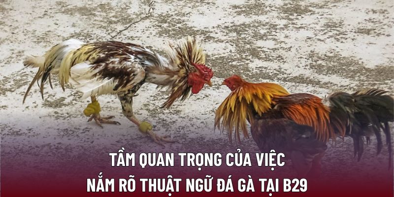 Thuật Ngữ Đá Gà: Hiểu Đúng Để Tối Ưu Chiến Thuật B29 1 Tầm quan trọng của việc nắm rõ thuật ngữ đá gà tại B29