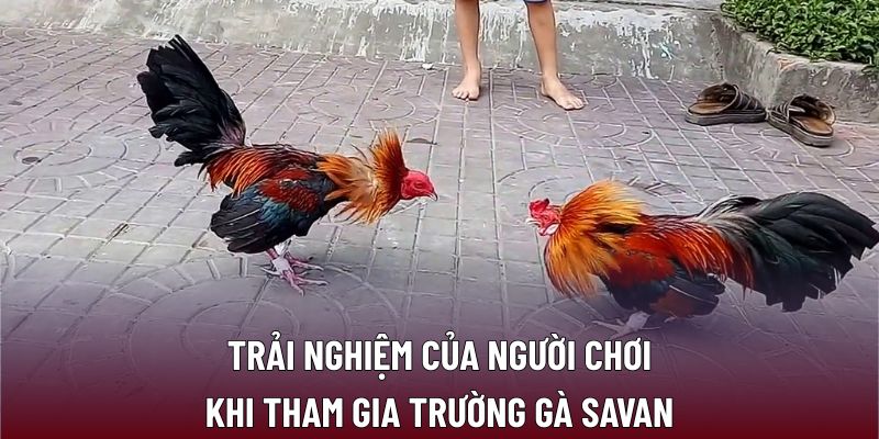 Trường Gà Savan – Điểm Hẹn Giải Trí Sôi Động Nhất Tại B29 2 Trải nghiệm của người chơi khi tham gia trường gà Savan
