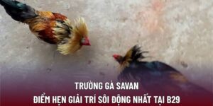 Trường gà Savan