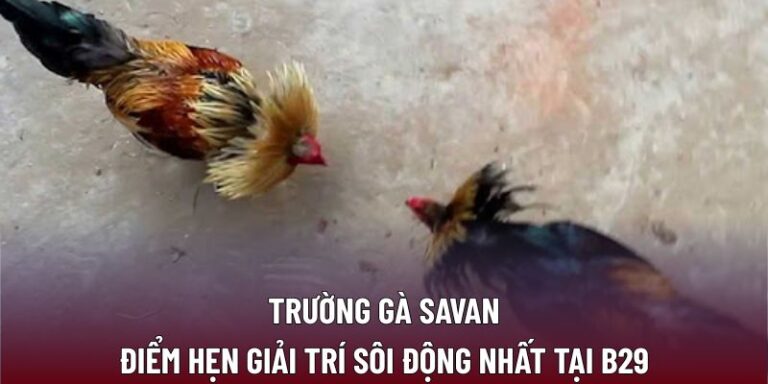 Trường gà Savan