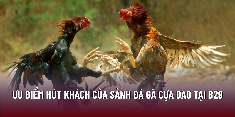 Đá Gà Cựa Dao B29 – Chiến Thuật Đạt Tỷ Lệ Thắng Cao 1 Ưu điểm hút khách của sảnh đá gà cựa dao tại B29
