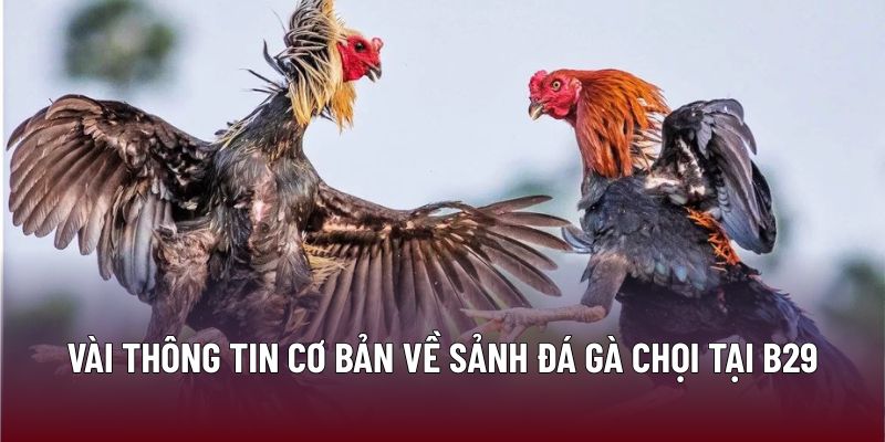 Chiến Thuật Và Kỹ Năng Khi Tham Gia Đá Gà Chọi Hiệu Quả 1 Vài thông tin cơ bản về sảnh đá gà chọi tại B29