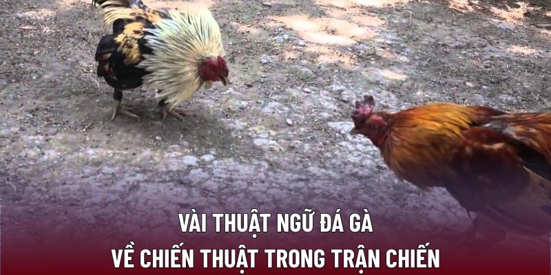 Thuật Ngữ Đá Gà: Hiểu Đúng Để Tối Ưu Chiến Thuật B29 3 Vài thuật ngữ đá gà về chiến thuật trong trận chiến